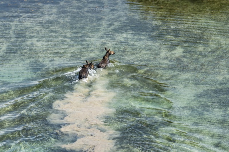 Moose crossing river in Picabo
