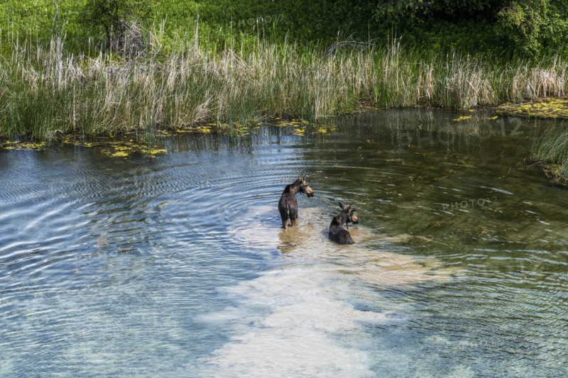 Moose crossing river in Picabo