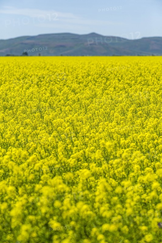 Yellow rapeseed field in Bellevue