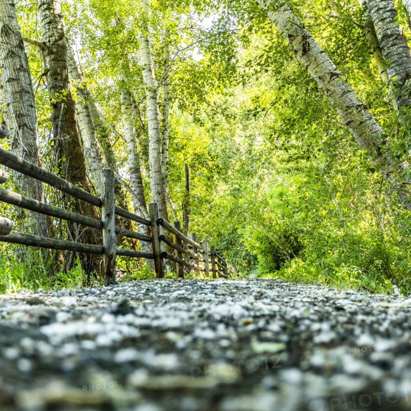 Path through lush forest
