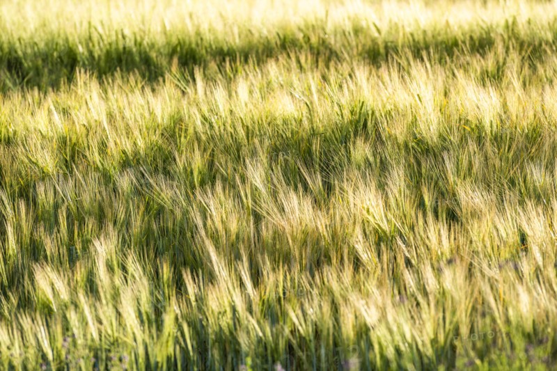 High angle view of green wheat field