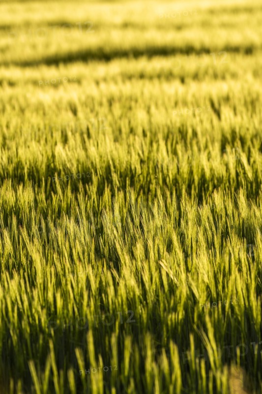 Green wheat field