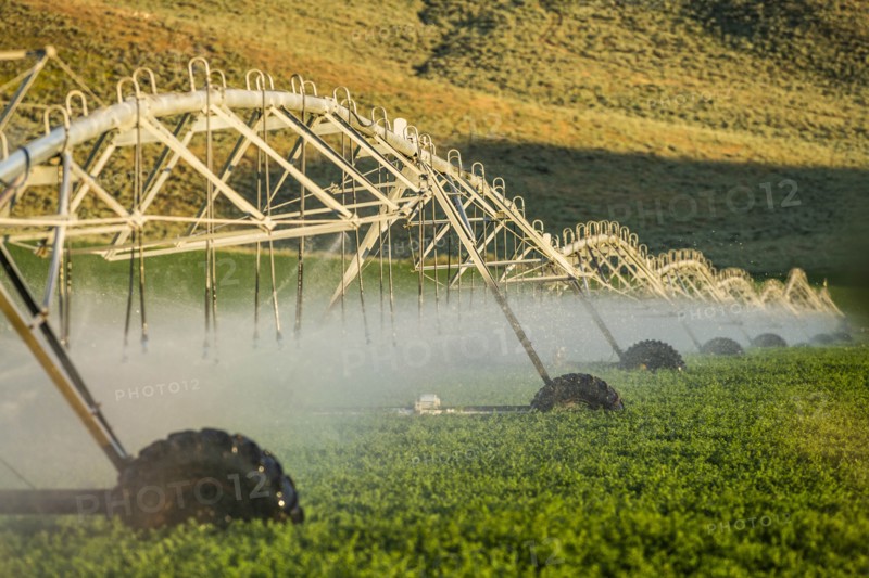 Irrigation system spraying crop field