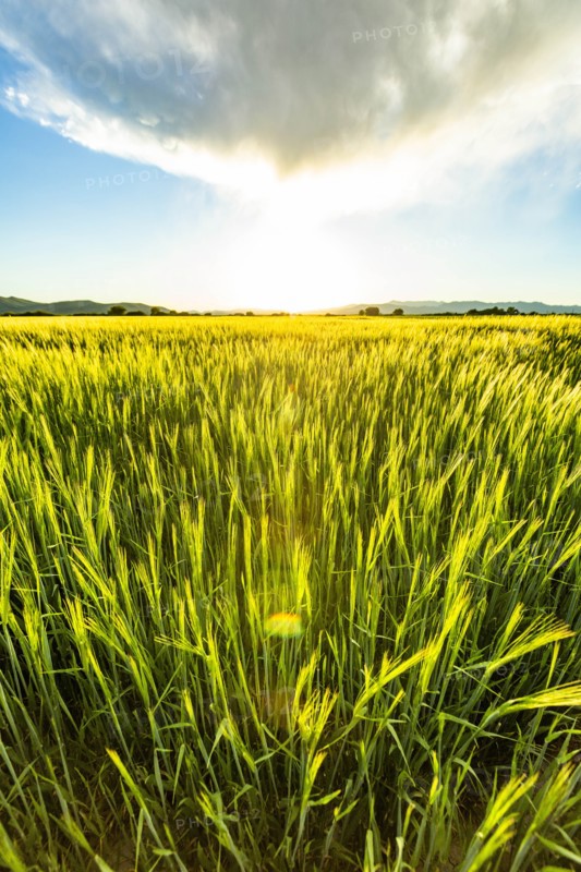 Green wheat field
