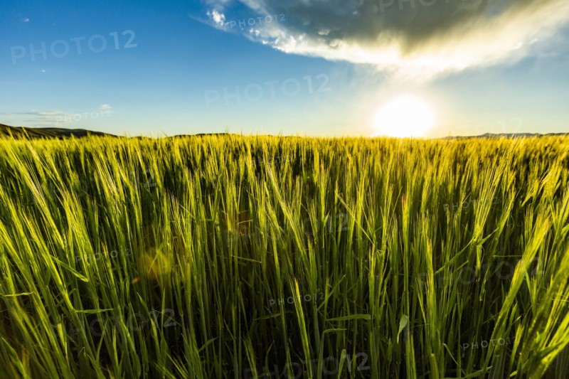 Green wheat field