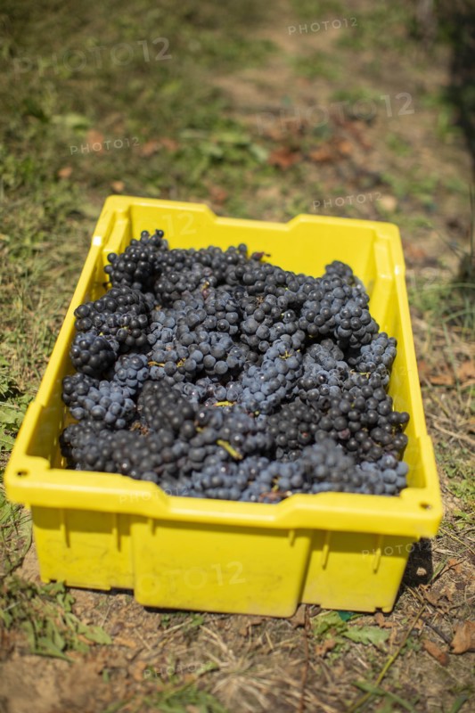 Yellow box of grapes
