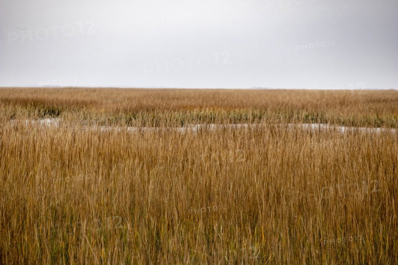 Brown crop field