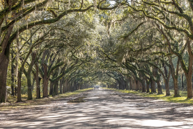 Treelined road with Spanish moss on Wormsloe Historic Site in Savannah