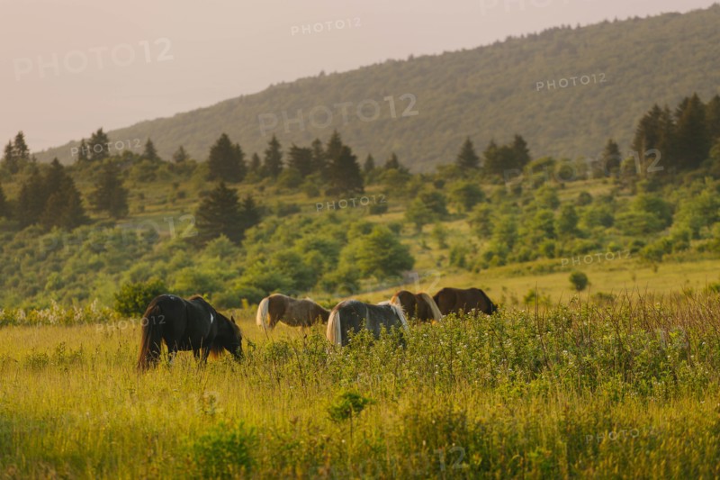 Wild ponies grazing in Mount Rogers National Recreation Area