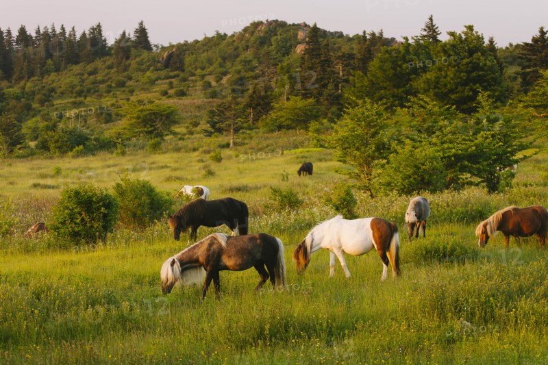 Wild ponies grazing in Mount Rogers National Recreation Area