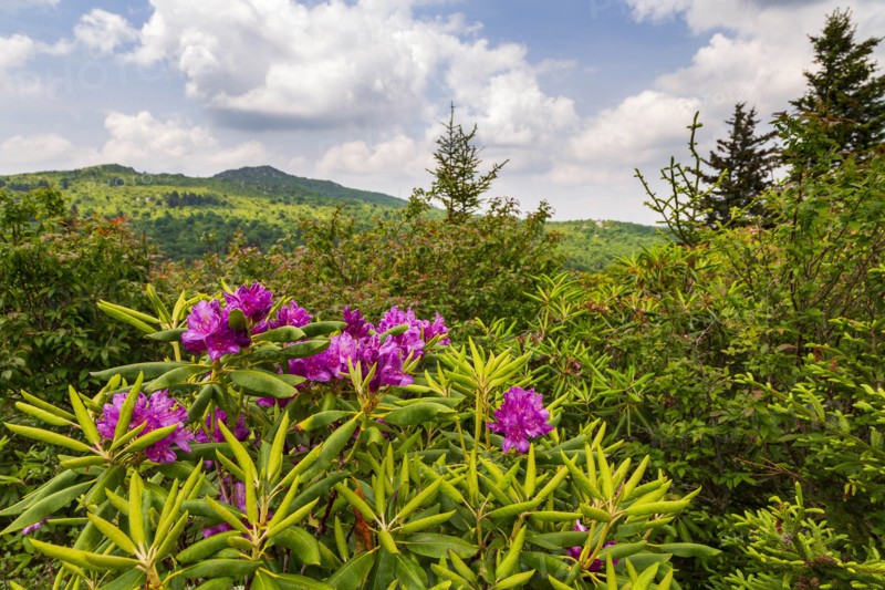 Purple flowers in Grayson Highlands State Park