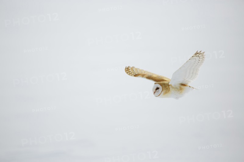Barn owl in flight over snow