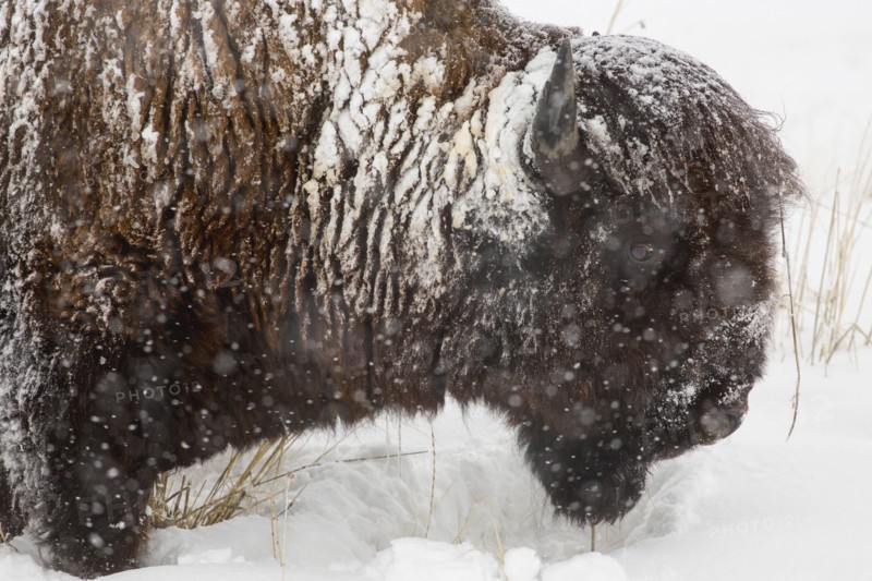 Snow covered buffalo