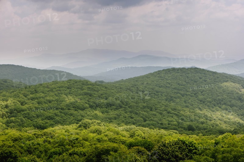 Green forest in Mount Rogers National Recreation Area