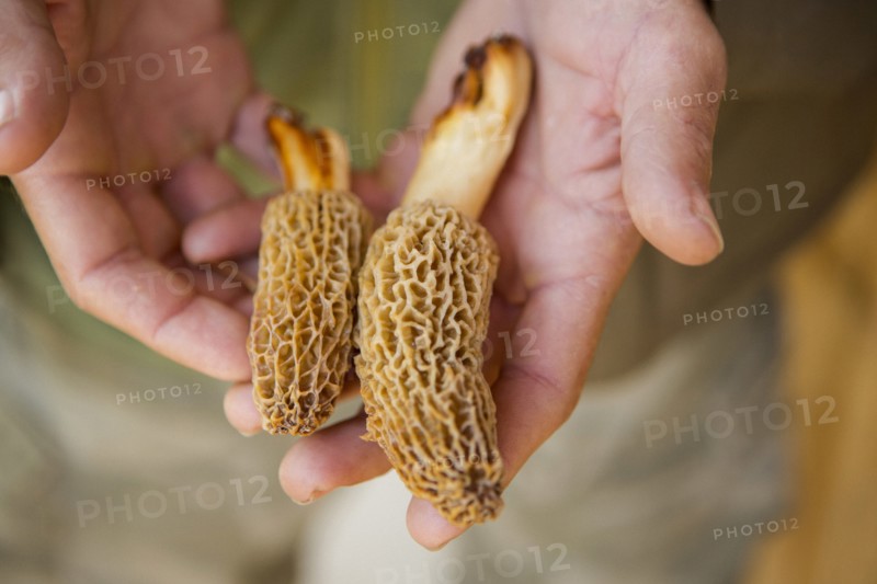 Man holding Molly moocher mushrooms