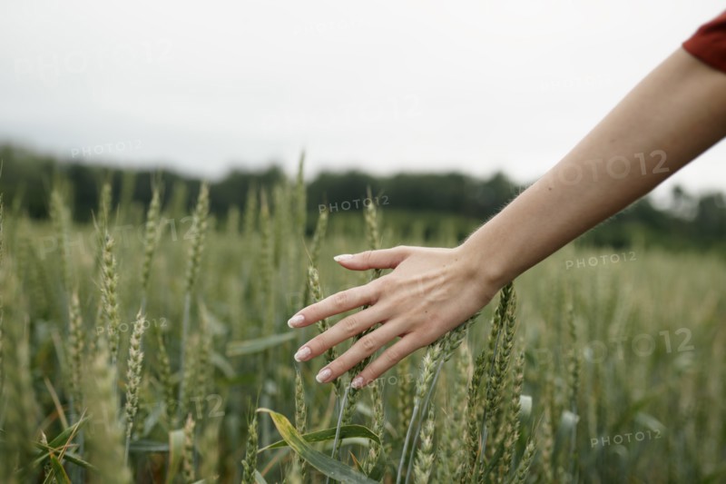 Woman's hand touching wheat in field