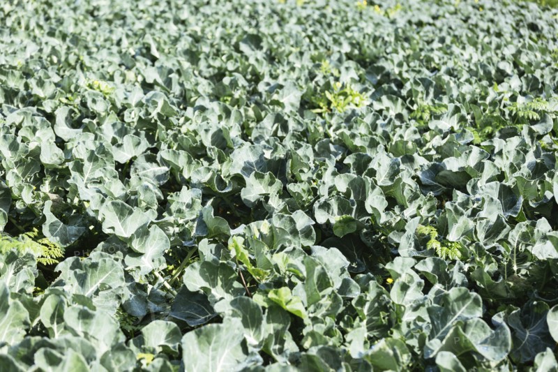 Cabbage crop