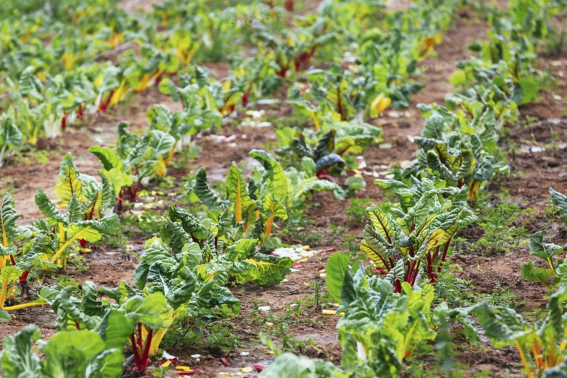 Rows of rainbow chard