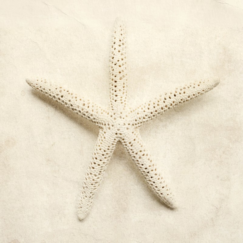 White starfish