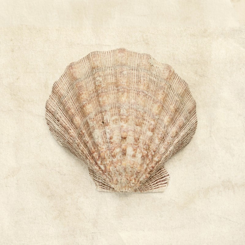 Scallop shell