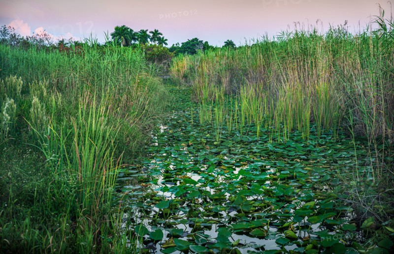 Green plants in swamp in Everglades National Park, Florida, USA