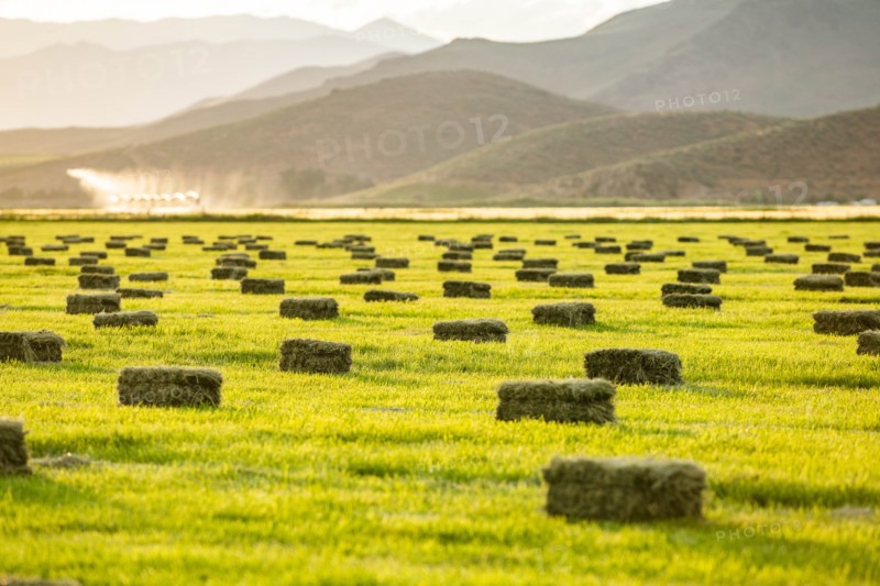 Hay bales in field in Picabo, Idaho, USA