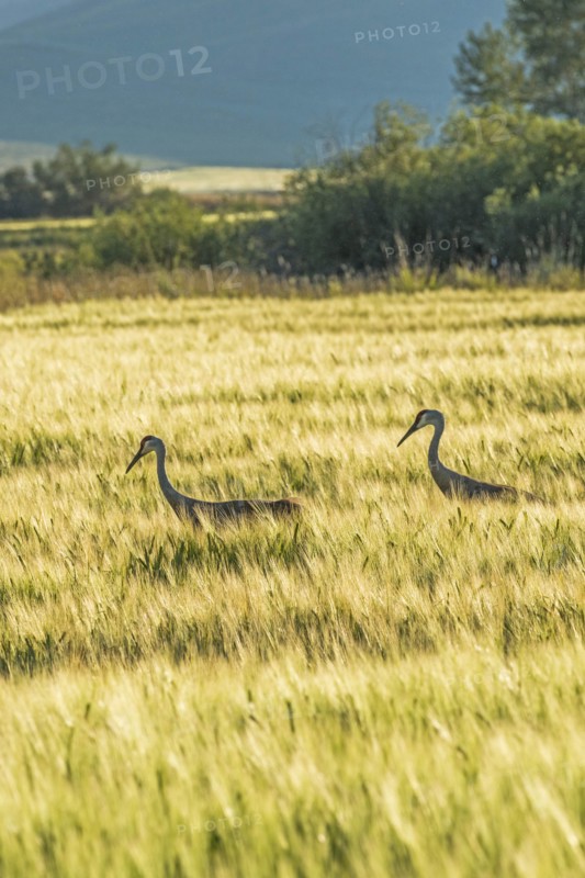 Sandhill cranes in field in Picabo, Idaho, USA