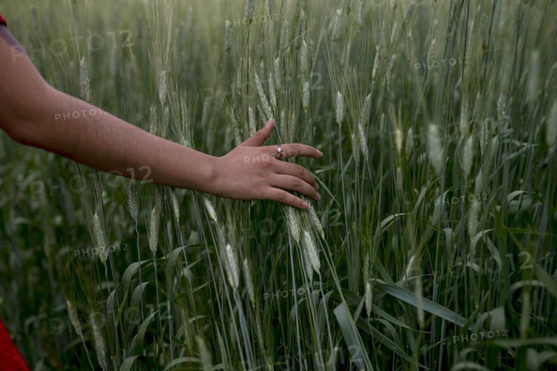 Woman's hand touching wheat
