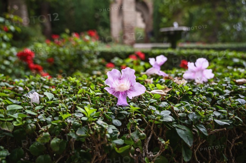 Garden at Alcazaba of Malaga in Malaga, Spain