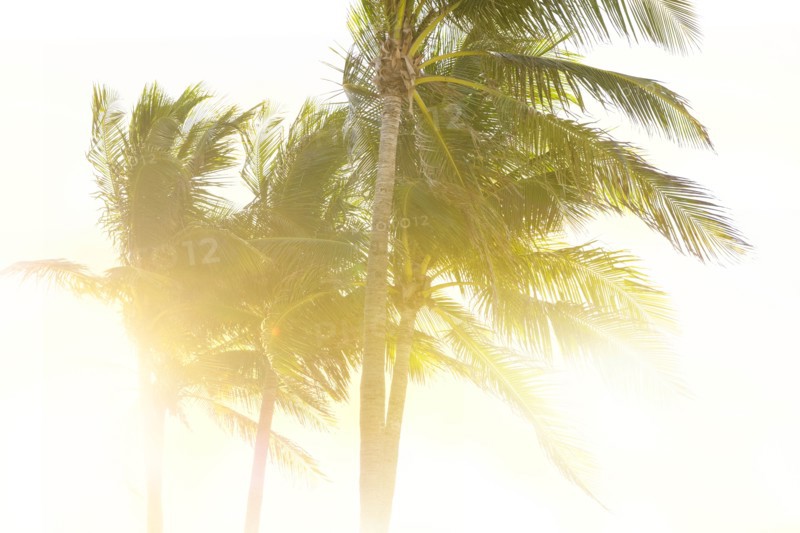 Palm trees against clear sky