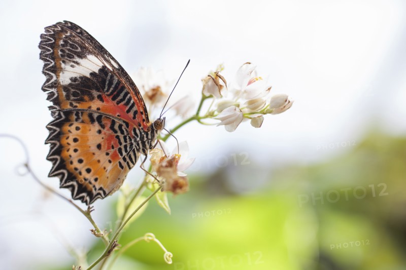 Brown and orange butterfly on flower