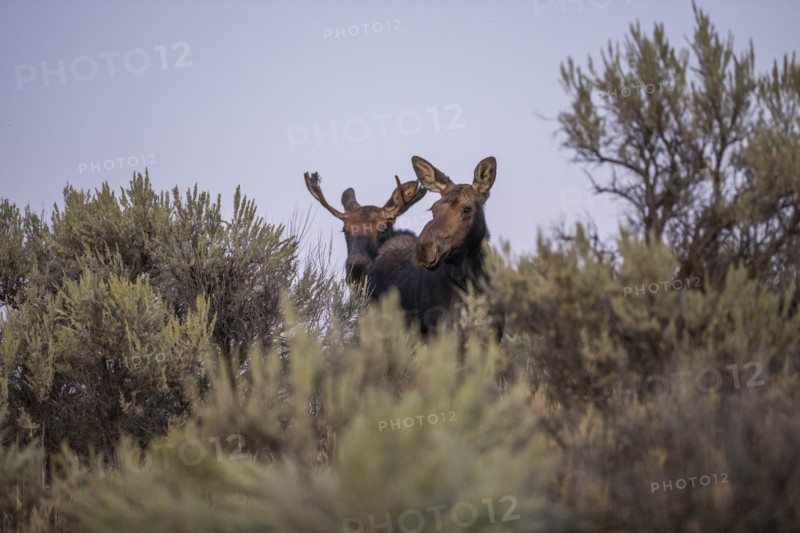 Bull and cow moose behind sagebrush in Picabo, Idaho, USA