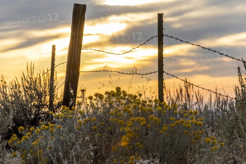 Sagebrush and barbed wire fence at Boise Foothills in Boise, Idaho, USA
