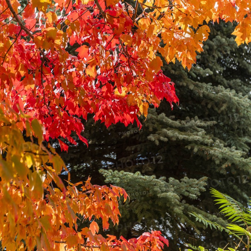 Autumn branches in Boise, Idaho, USA