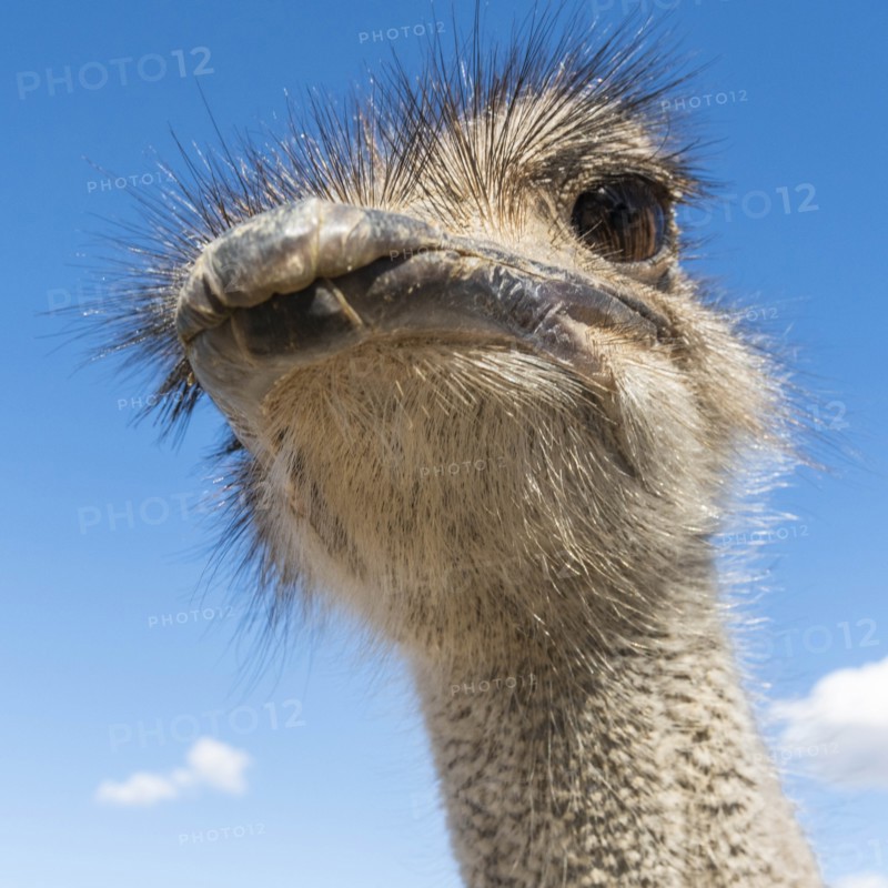 Portrait of ostrich against cloudy sky