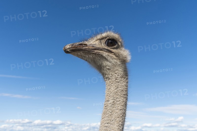 Portrait of ostrich against cloudy sky