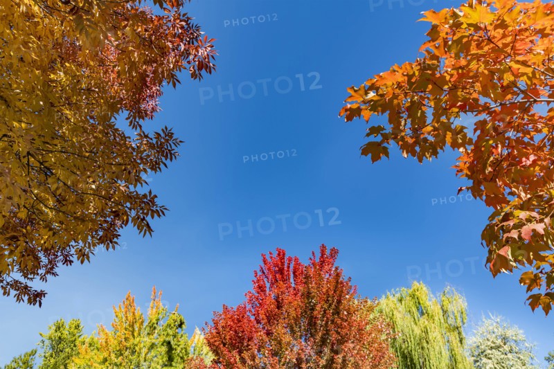 Autumn trees against clear sky