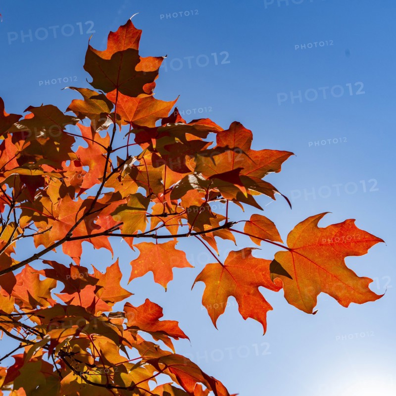 Autumn branches against clear sky