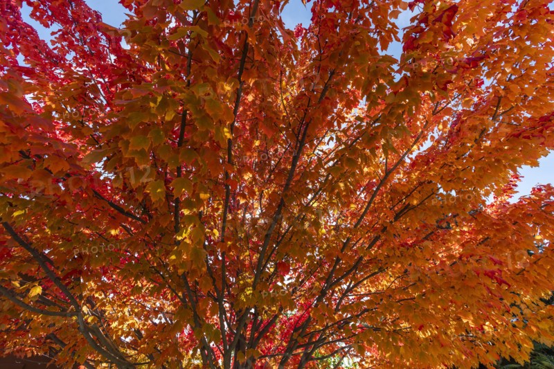 Autumn branches