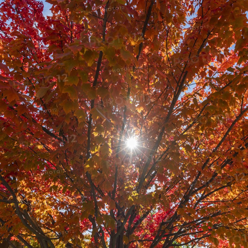 Sunbeam through autumn branches