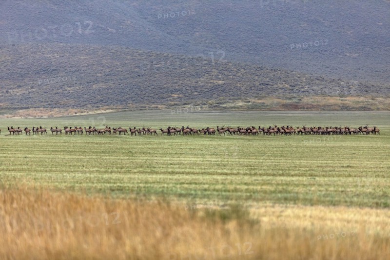 Herd of elk in field in Picabo, Idaho, USA