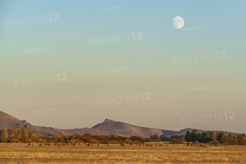Herd of elk in field at sunset in Picabo, Idaho, USA
