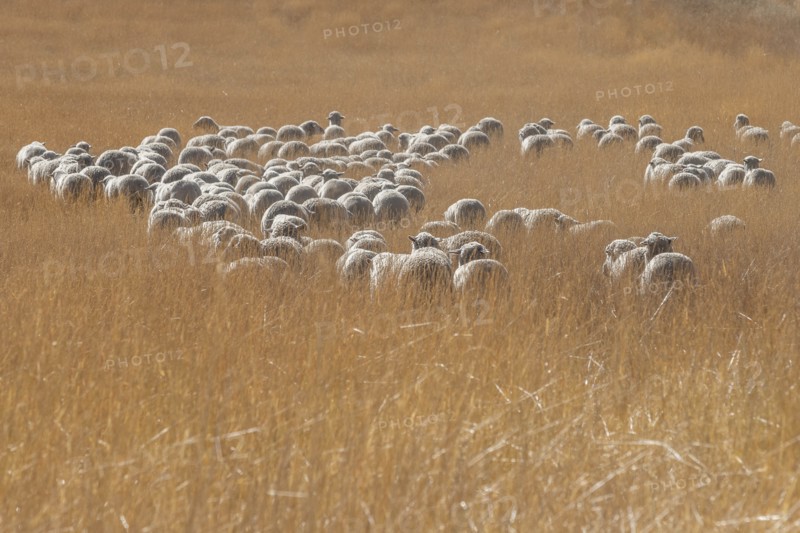 Flock of sheep in field in Hailey, Idaho, USA