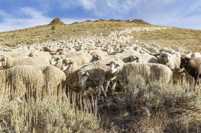 Flock of sheep on hill in Ketchum, Idaho, USA