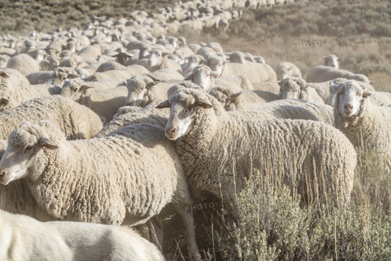 Flock of sheep