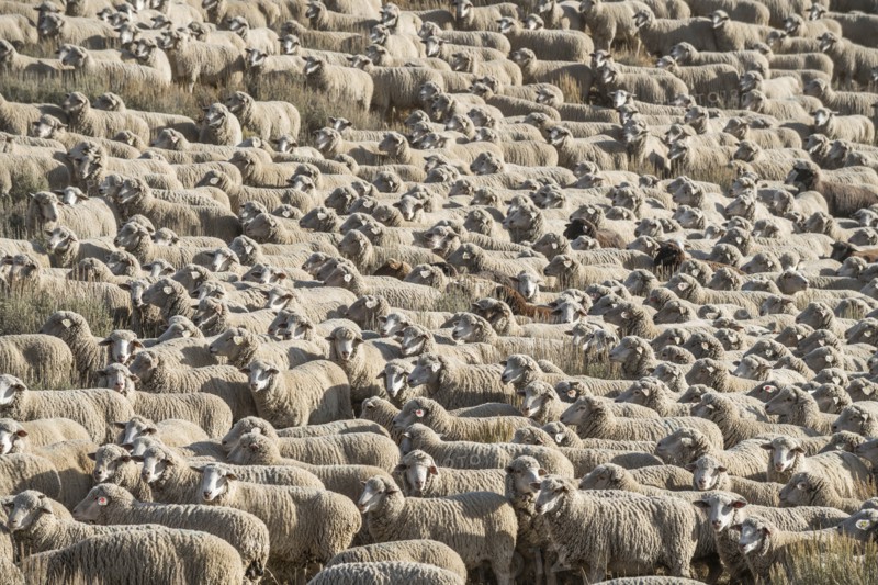 Flock of sheep