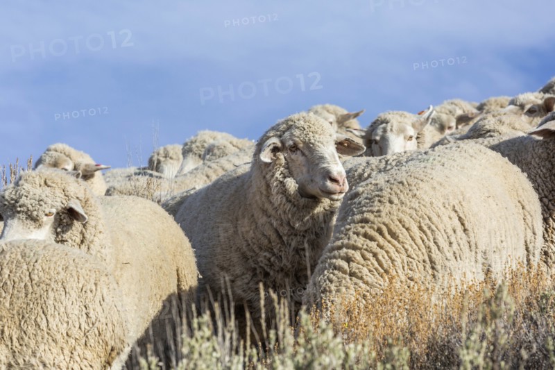 Flock of sheep