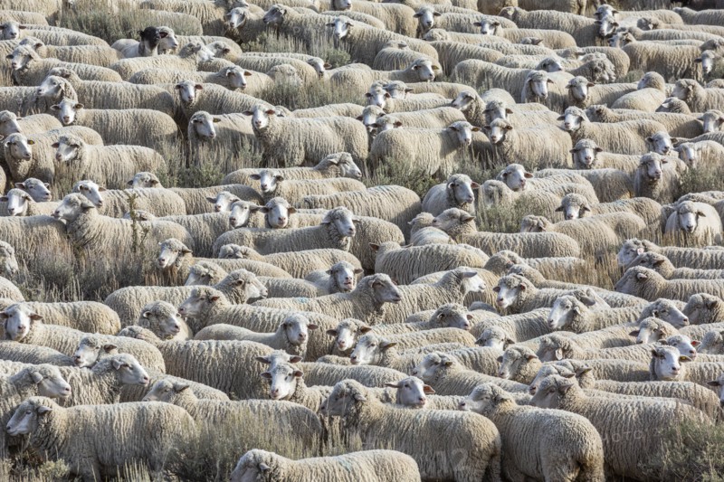 Flock of sheep