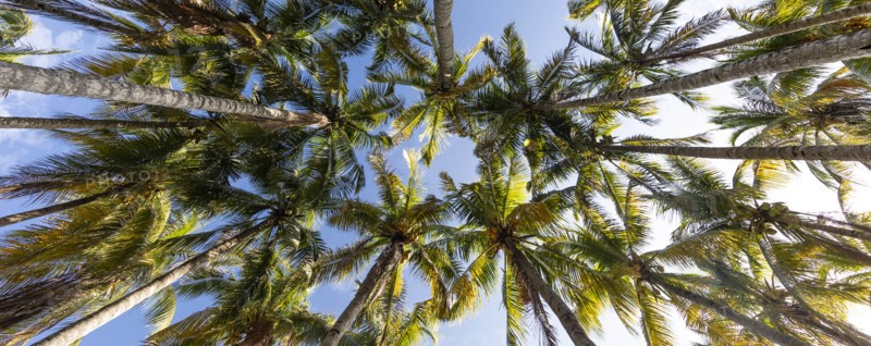 Palm trees against clear sky in Key Biscayne, Florida, USA