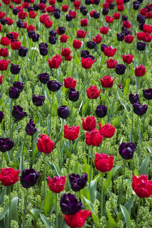 Red and purple tulips in field in Amsterdam, Netherlands